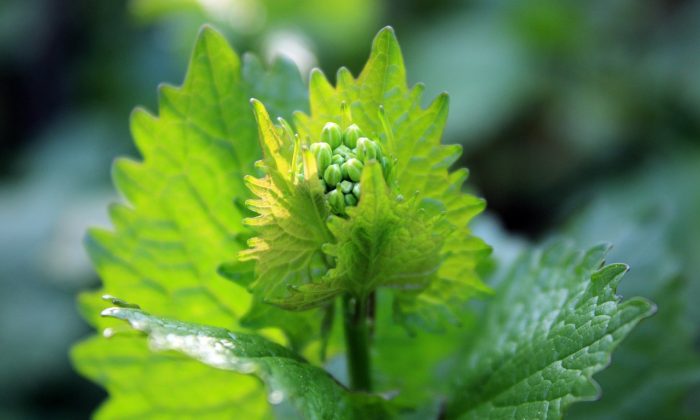 Alliaria petiolata, Alliaria petiolata bylinka, česnáček lékařský, česnáček lékařský bylinka, bylinka