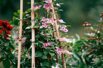 Clematis