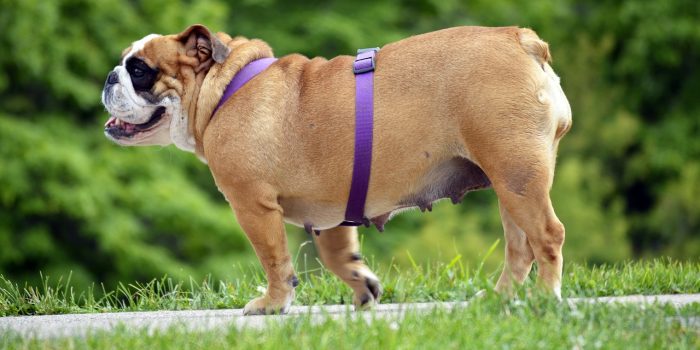 Pes obezita