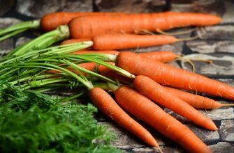 zelenina strava, mrkev, beta-karoten, glykemický index, vláknina