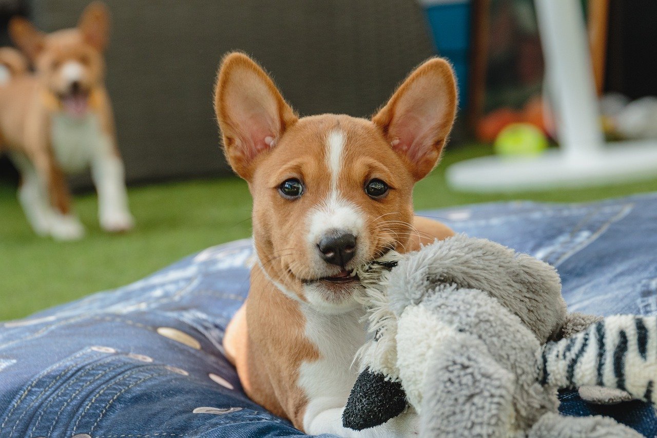 basenji