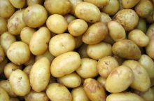 Brambory