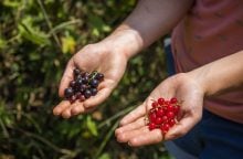 Pokuta, ovoce, zákon, tip, trik Rybíz, jak pohnojit rybíz, jak pohnojit rybíz na jaře, péče o rybíz, hnojení rybízu