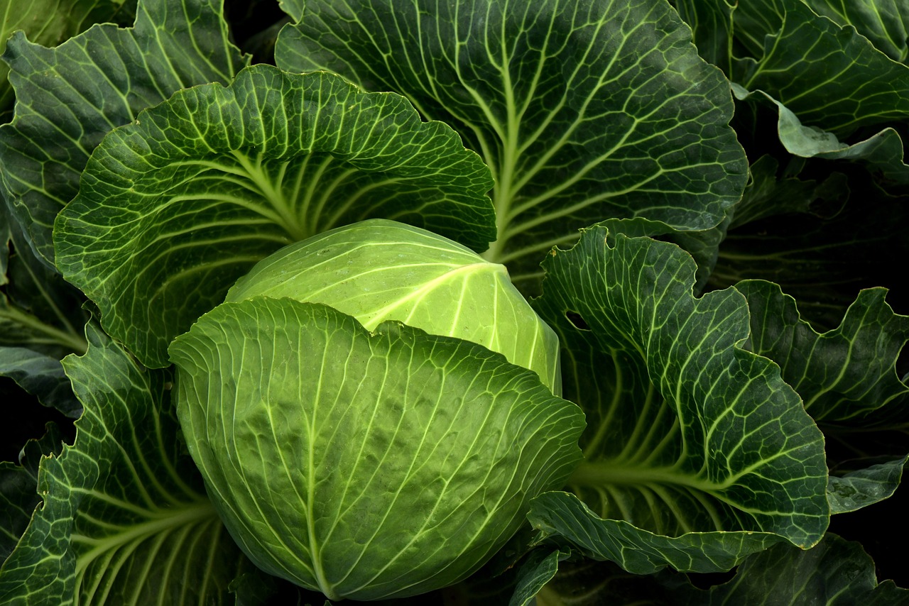 zelenina