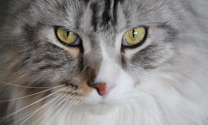Mainská mývalí kočka, Mainská mývalí, kočka, Mainská kočka, plemena koček, kočky