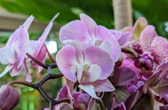 Orchideje