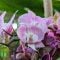 Orchideje