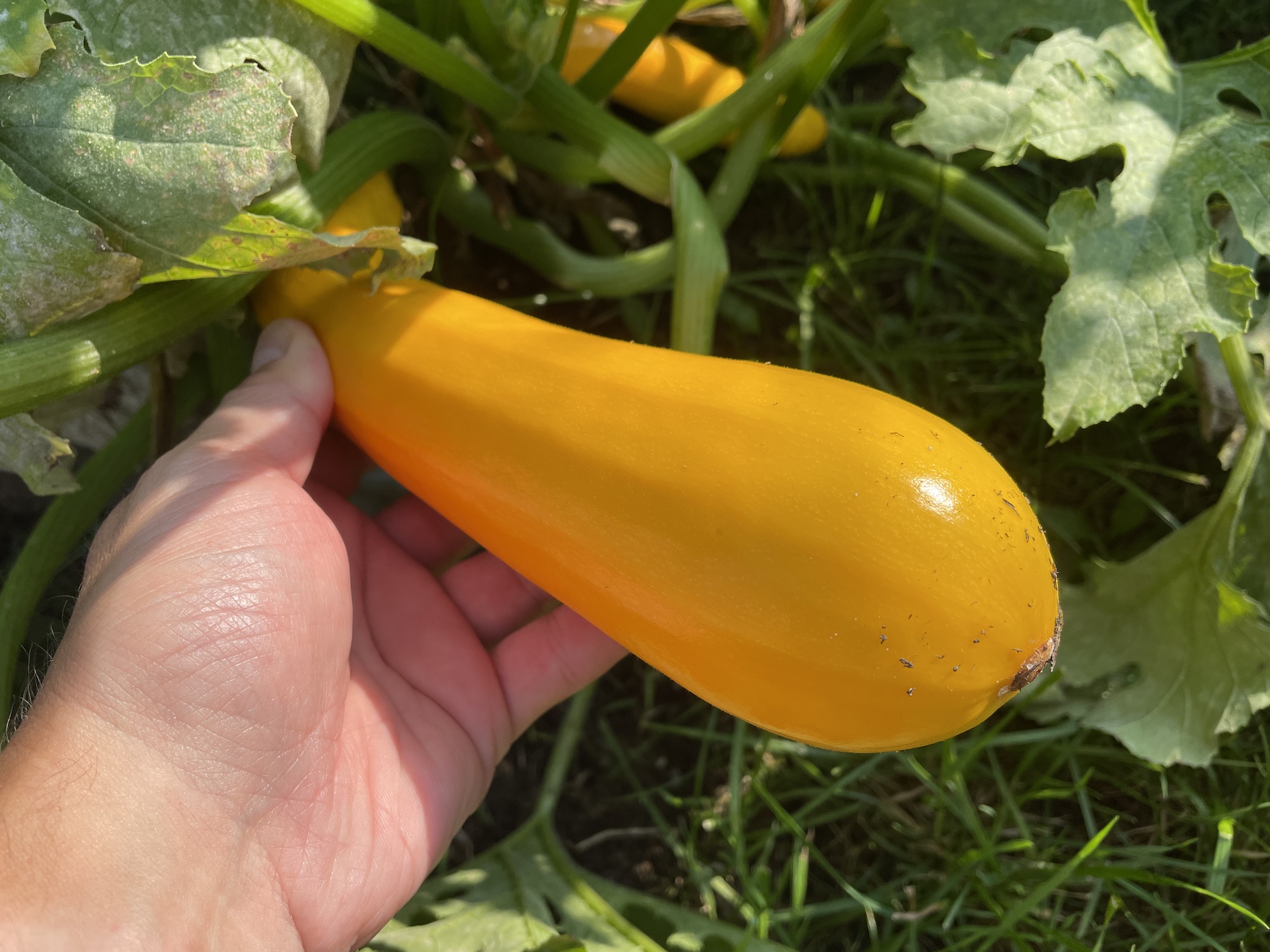 Zralá žlutá cuketa