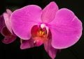 Orchidej