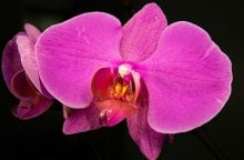 Orchidej
