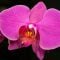 Orchidej