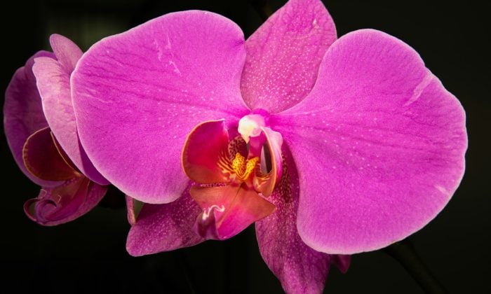Orchidej