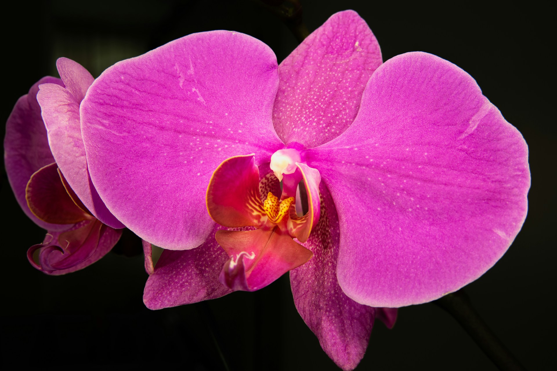 Orchidej
