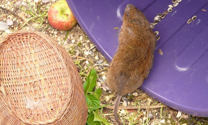 Řádění hrabošů na zahradě odzvonilo – na podzim