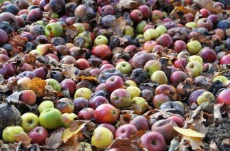 Zvířata, jídlo, jablka, příkrm, příroda