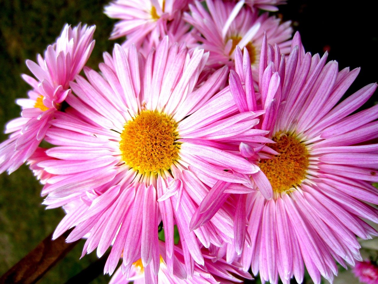 aster