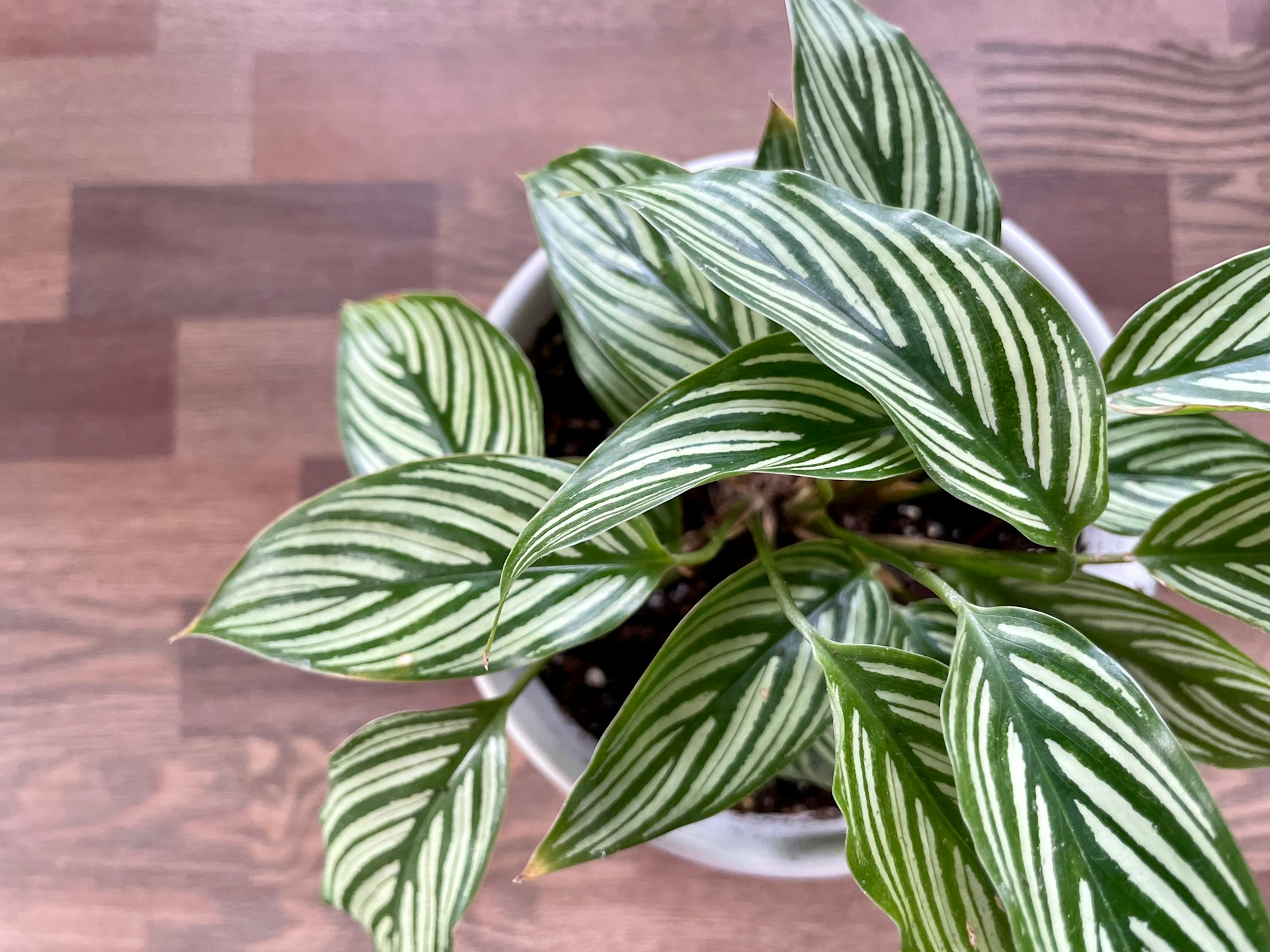 Calathea: rostlina, kterou mete pstovat i na vod
