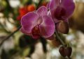 Orchideje