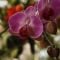 Orchideje