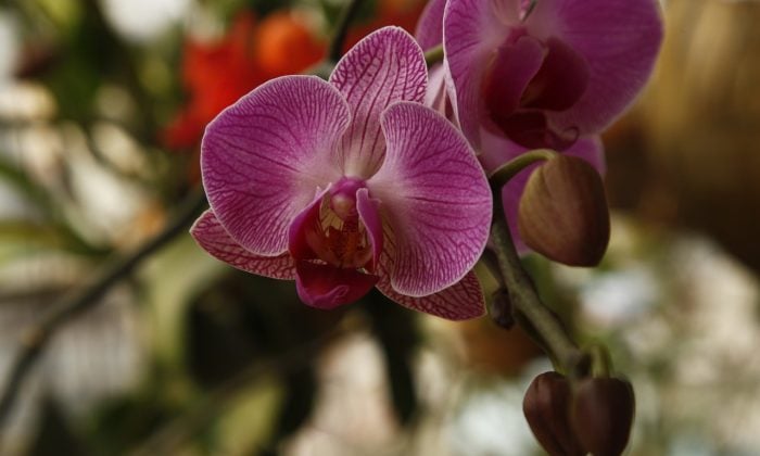 Orchideje