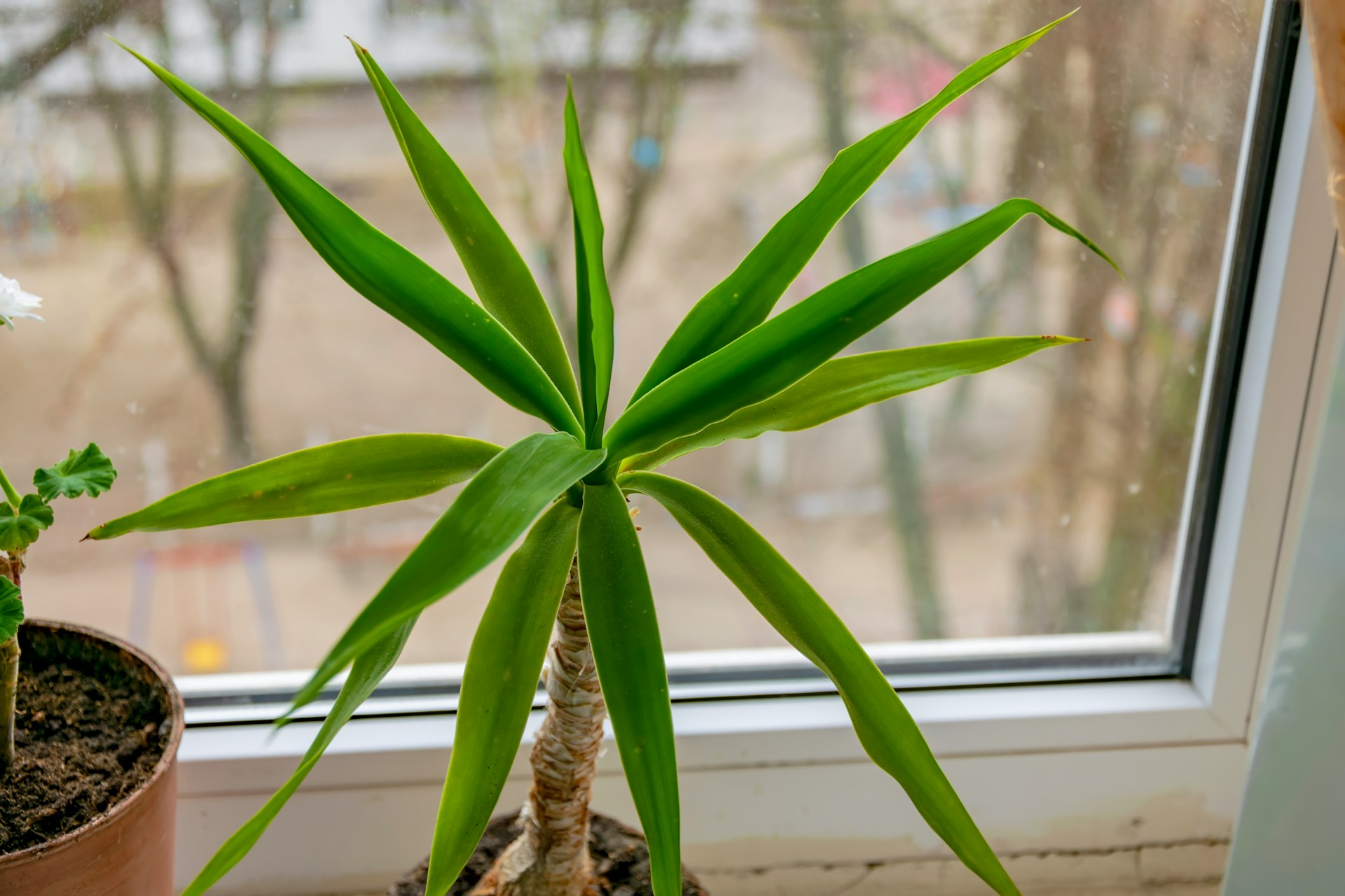 Dracena je nenron, pelit vm ale tolerovat nebude | Nae zahrada