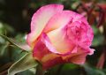 Okatá růže, Rosa persica, Orientální krása, Listopadová výsadba, Jedinečné zahradní květy Okatá růže, Rosa persica, Orientální krása, Listopadová výsadba, Jedinečné zahradní květy