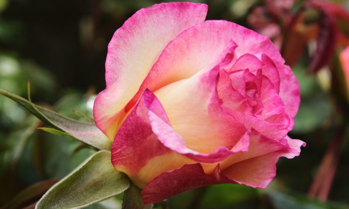Okatá růže, Rosa persica, Orientální krása, Listopadová výsadba, Jedinečné zahradní květy Okatá růže, Rosa persica, Orientální krása, Listopadová výsadba, Jedinečné zahradní květy