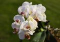 Orchideje