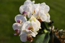 Orchideje