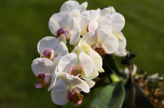 Orchideje