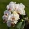 Orchideje