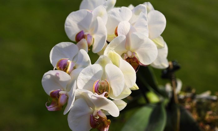 Orchideje
