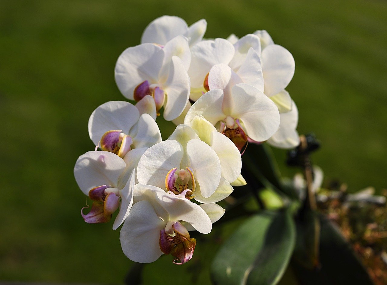 Orchideje Jarní povzbuzení pro orchideje obstará rýžová voda