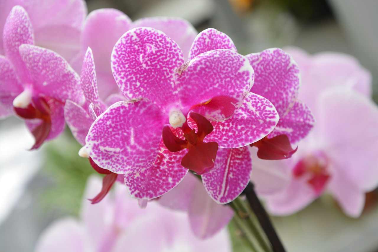 Orchidea