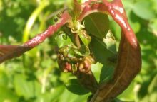 Kadeřavost broskví