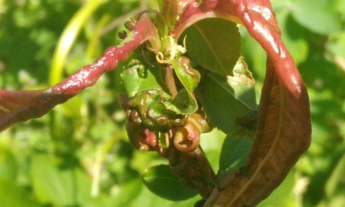 Kadeřavost broskví