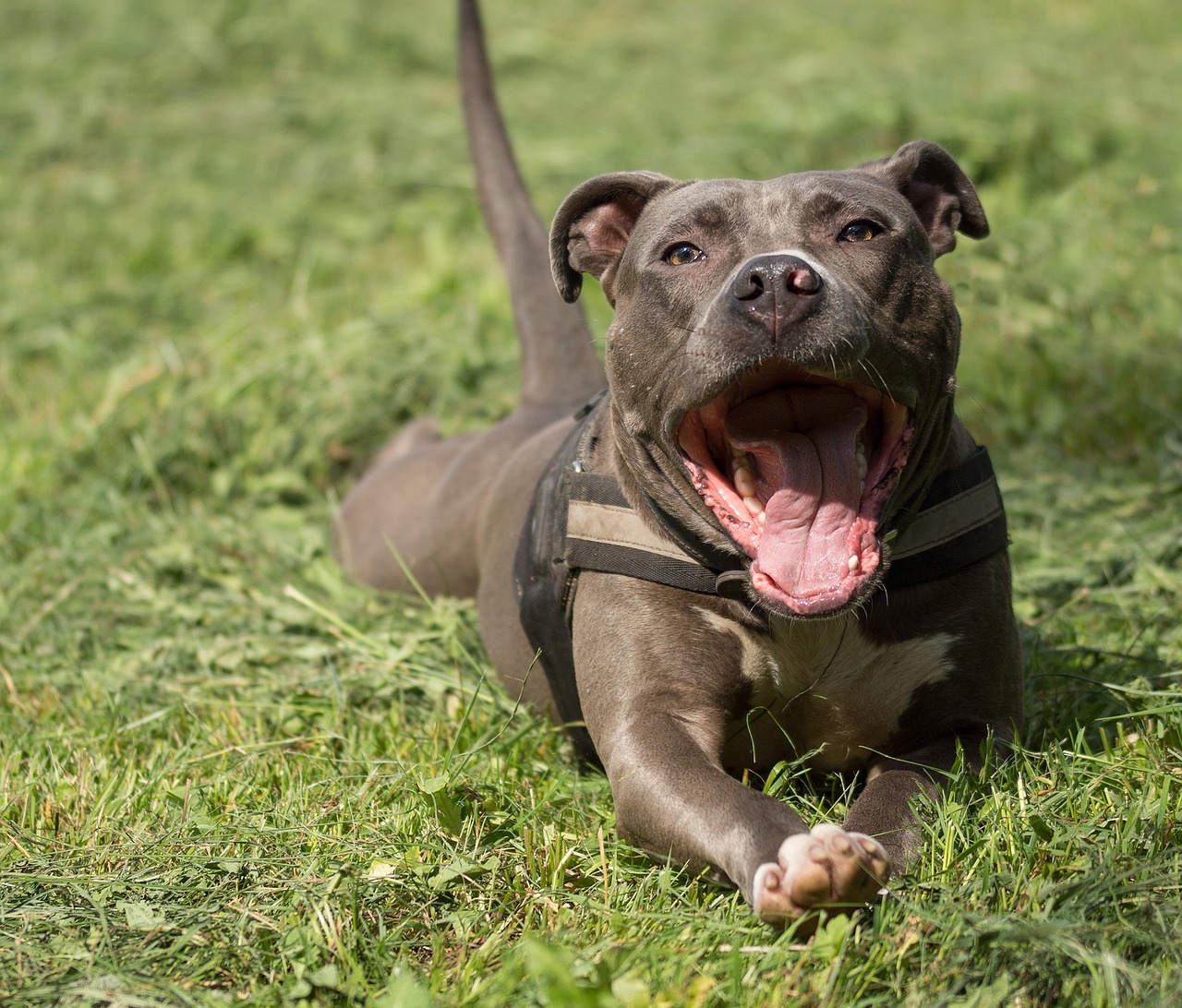 Amstaff