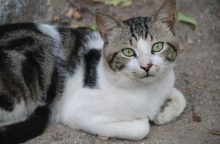 Kočka