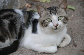 Kočka