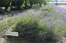 Levandule Hidcote