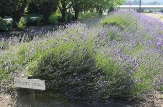 Levandule Hidcote