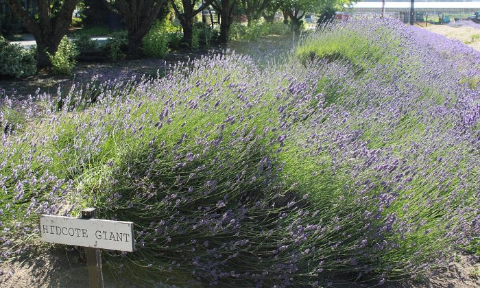 Levandule Hidcote