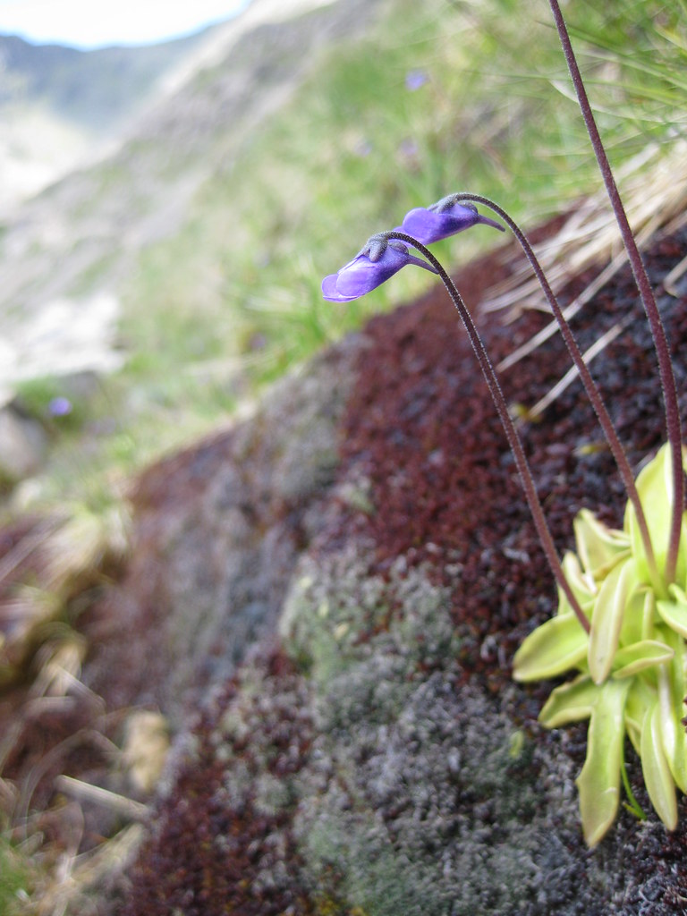 Masožravé překvapení od Kokořína: Botanici