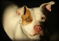 Pitbul