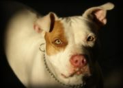 Pitbul