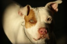 Pitbul