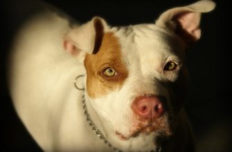 Pitbul