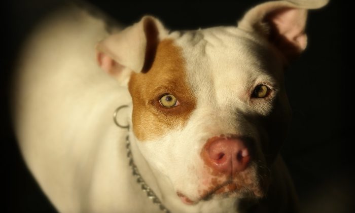 Pitbul