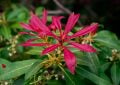 Pieris