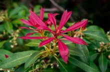 Pieris